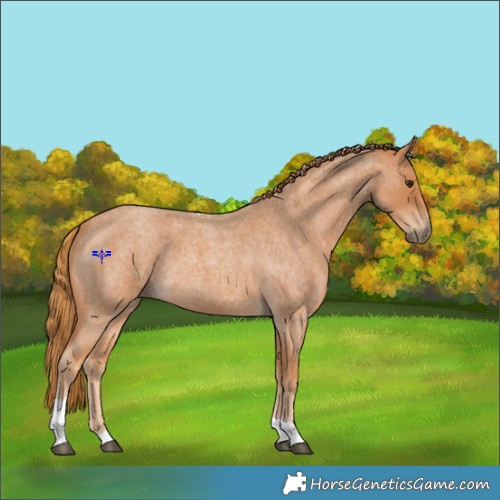 Horse Color:Red Roan Tobiano 