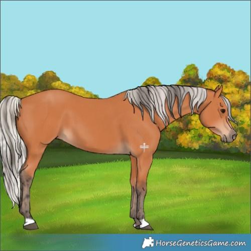Horse Color:Bay  and Silver Bay 