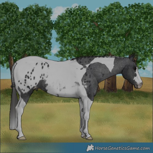 Horse Color:Black Tobiano Appaloosa 