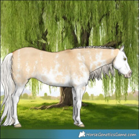 Horse Color:Silver Buckskin Dun Sabino Splash 