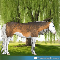 Horse Color:Silver Buckskin Splash 