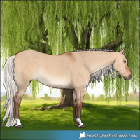 Horse Color:Silver Bay Dun Rabicano 