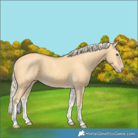 Horse Color:White Spotted Gold Cream Champagne 