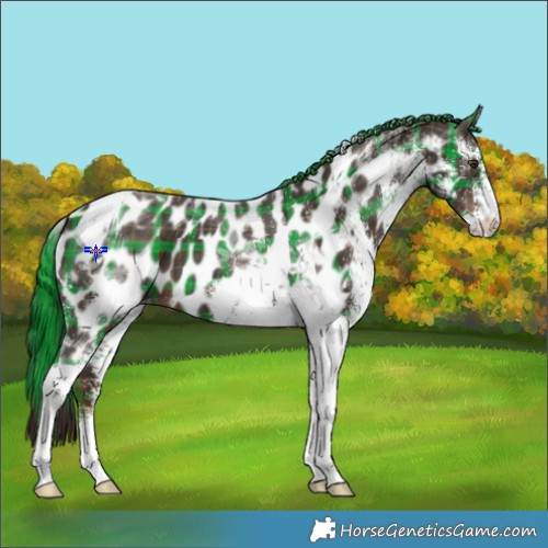 Horse Color:Plaid  White Spotted Liver Chestnut Tobiano Appaloosa 
