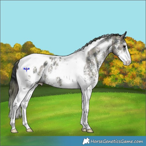 Horse Color:Plaid  White Spotted Black Tobiano Appaloosa 