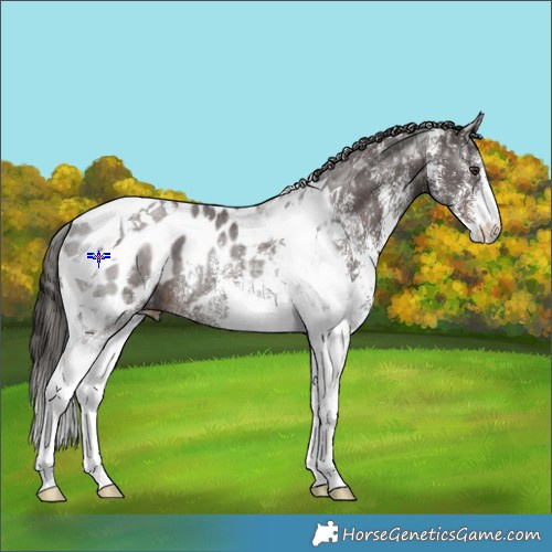 Horse Color:White Spotted Liver Chestnut Tobiano Appaloosa Rabicano 