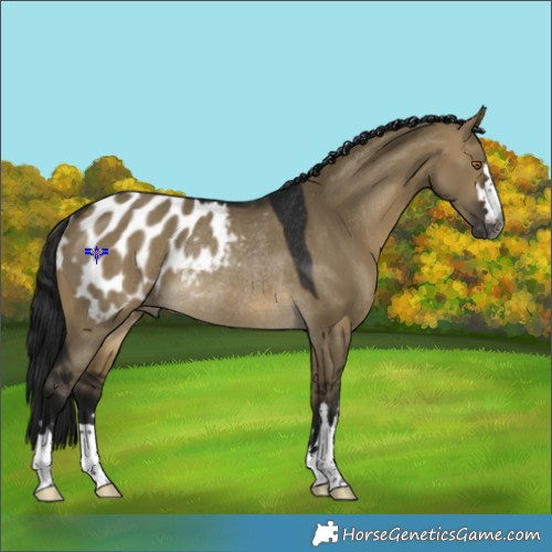 Horse Color:Gray Buckskin Dun Appaloosa Rabicano 