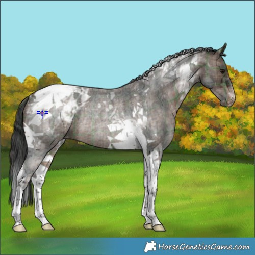 Horse Color:Plaid  Bay Roan Tobiano Appaloosa Rabicano 