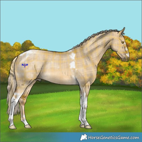 Horse Color:Plaid  Chocolate Palomino Dun Tobiano Rabicano 