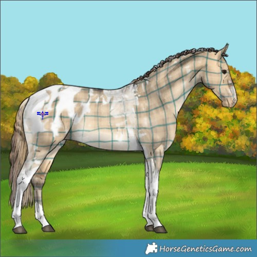 Horse Color:Plaid  Buckskin Dun Tobiano Appaloosa Rabicano 