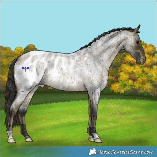 Horse Color:Plaid  Buckskin Roan Appaloosa Rabicano 