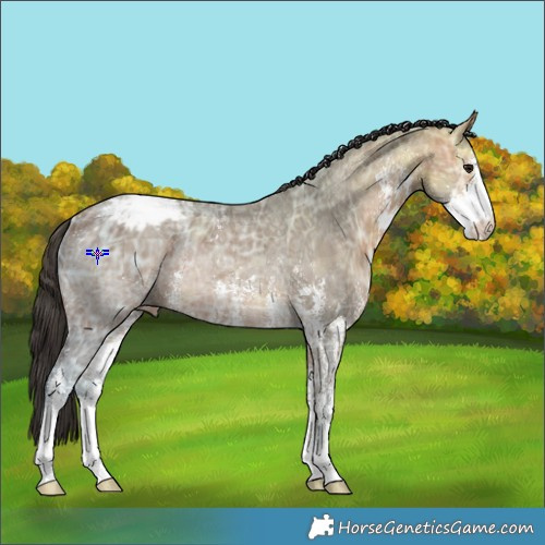 Horse Color:Bay Ice Sabino Snowcap Rabicano 