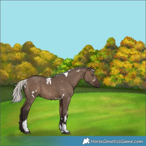Horse Color:White Spotted Silver Brown Dun Tobiano 