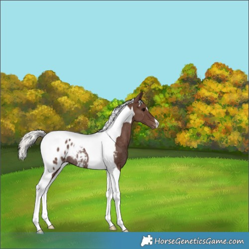 Horse Color:Silver Black Tobiano Appaloosa Rabicano 