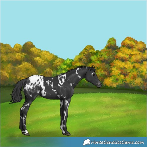 Horse Color:White Spotted Black Appaloosa 