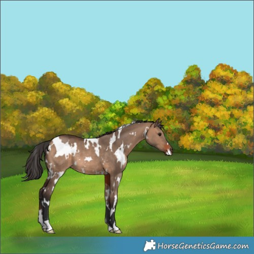 Horse Color:White Spotted Brown Dun Rabicano 