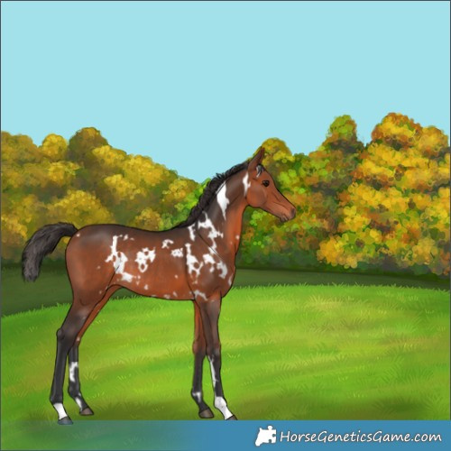 Horse Color:White Spotted Bay Rabicano 