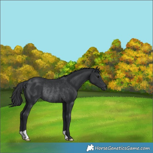 Horse Color:Black Rabicano 