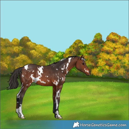 Horse Color:White Spotted Brown Rabicano 