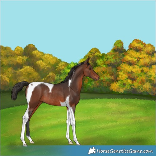 Horse Color:Brown Tobiano Rabicano 