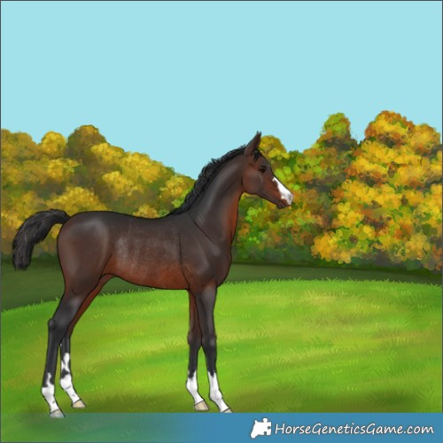 Horse Color:Brown Rabicano 