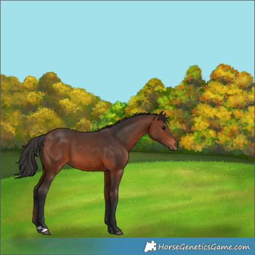 Horse Color:Brown 