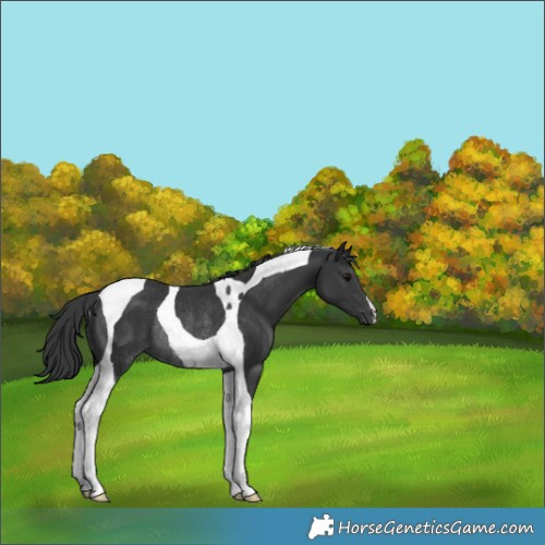 Horse Color:Black Tobiano Rabicano 