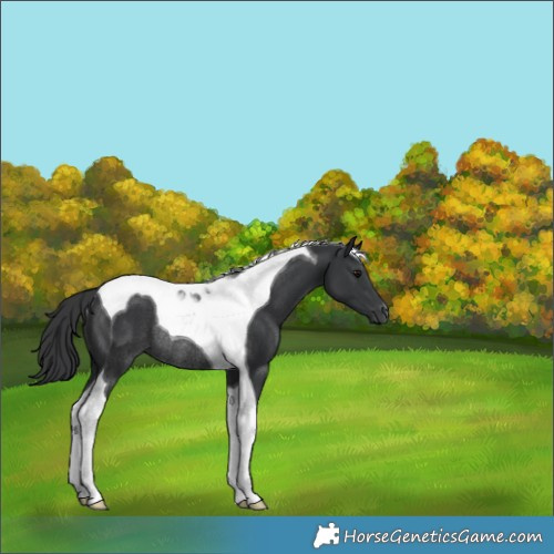 Horse Color:Black Tobiano Rabicano 