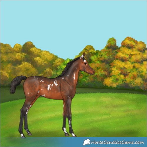 Horse Color:White Spotted Bay Rabicano 