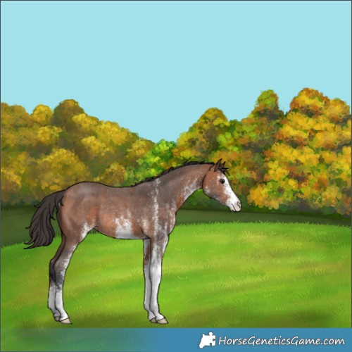 Horse Color:White Spotted Bay Rabicano 