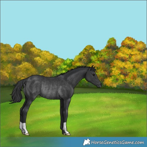 Horse Color:Black Rabicano 