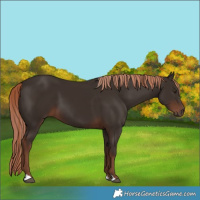 Horse Color:Liver Chestnut 