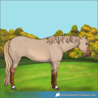 Horse Color:Red Dun 