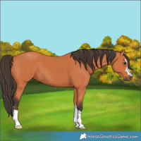 Horse Color:Bay 