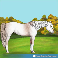 Horse Color:Gray Gold Champagne Tobiano 