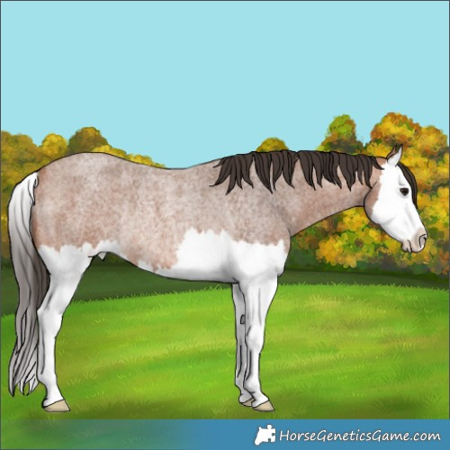 Horse Color:Bay Roan Splash Rabicano 
