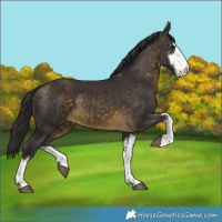 Horse Color:White Spotted Buckskin 