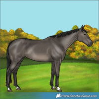Horse Color:Gray Grullo Rabicano