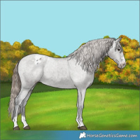 Horse Color:Grullo Appaloosa 