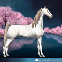 Horse Color:Gold Champagne Roan Dun Splash Tobiano Frame Near Leopard Rabicano 