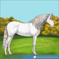 Horse Color:Gold Champagne Roan Dun Splash Tobiano Frame Appaloosa Rabicano