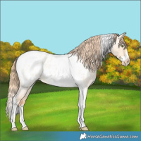 Horse Color:Gold Champagne Roan Dun Splash Tobiano Frame Appaloosa Rabicano