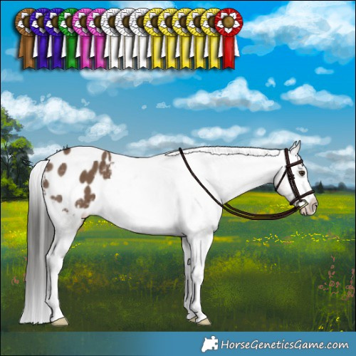 Horse Color:Liver Red Dun Appaloosa Brindle 