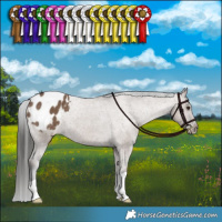 Horse Color:Liver Red Dun Appaloosa Brindle