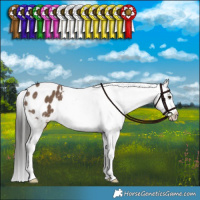 Horse Color:Liver Red Dun Appaloosa Brindle 