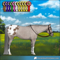 Horse Color:Liver Red Dun Appaloosa Brindle