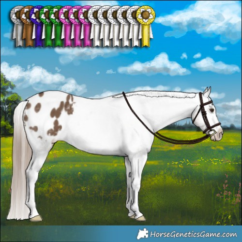 Horse Color:Liver Red Dun Appaloosa Brindle 