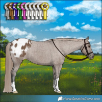 Horse Color:Liver Red Dun Appaloosa Brindle