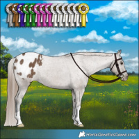 Horse Color:Liver Red Dun Appaloosa Brindle 