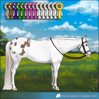 Horse Color:Liver Red Dun Appaloosa Brindle